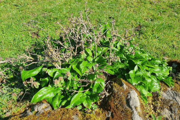 ARUM TACHETE ou Gouet tacheté (Arum maculatum)