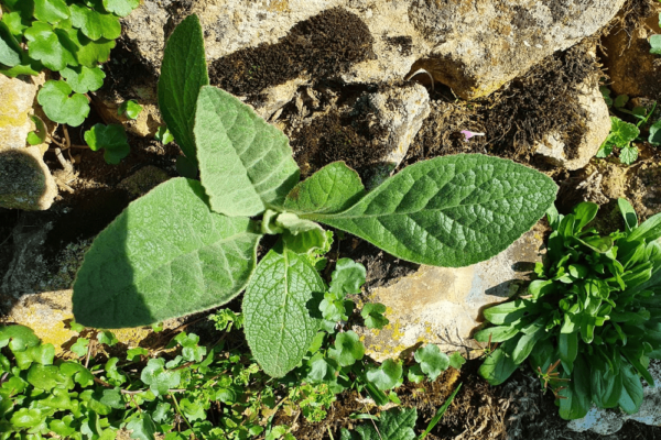 BOUILLON BLANC (Verbascum thapsus)