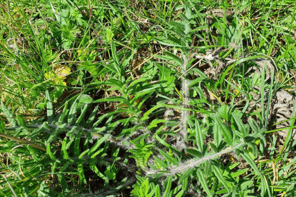 CHARDON LAINEUX ou Cirse laineux (Cirsium eriophorum) 2