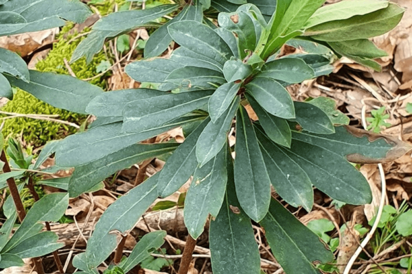 EUPHORBE DES BOIS (Euphorbia amygdaloïdes)