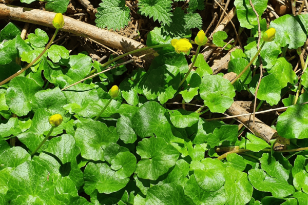 FICAIRE (Ficaria verna ou Ranunculus ficaria) 2