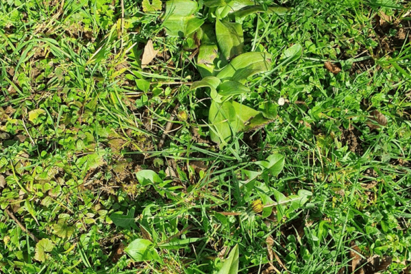 ORCHIS BOUC (Himantoglossum hircinum)