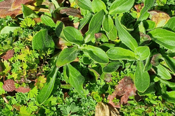 Silene latifolia, le compagnon blanc 2