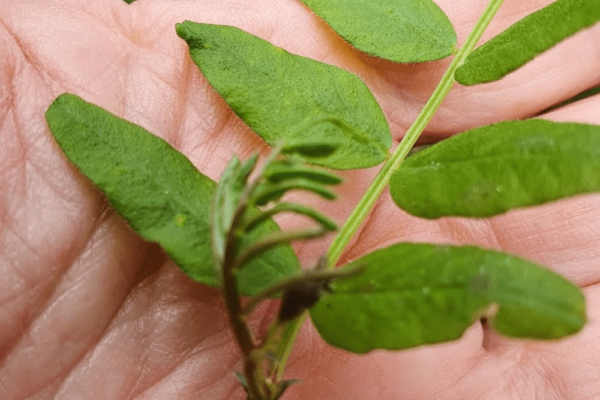 VESCE DES HAIES (Vicia sepium)